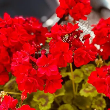 Sun كاسكايس