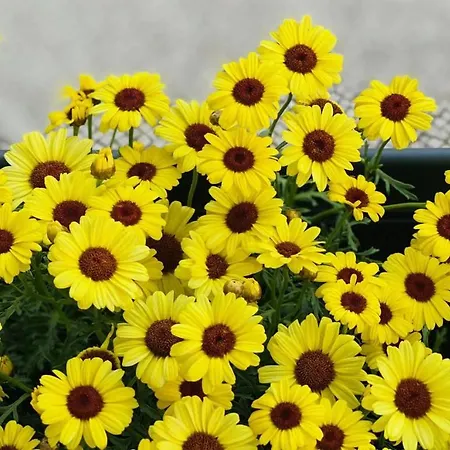 Sun Lägenhet Cascais